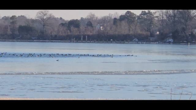 Canvasback - ML650574024