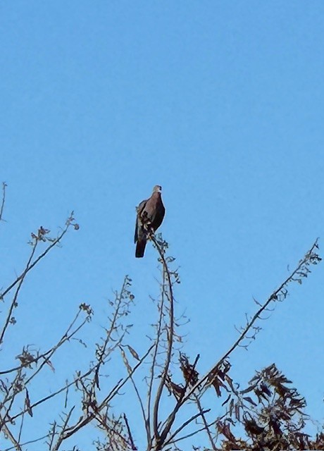 mayadue - ML650574051