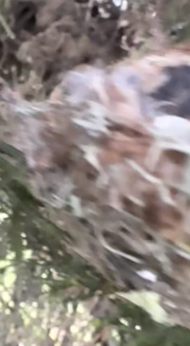 アンナハチドリ - ML650574075