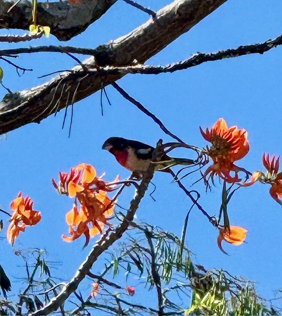 rosenbrysttykknebb - ML650574088