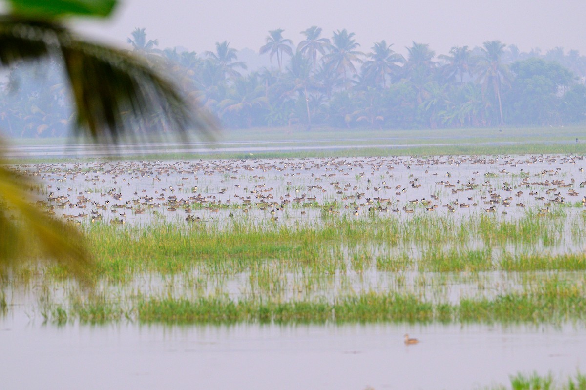 ברווז חד-זנב - ML650574341