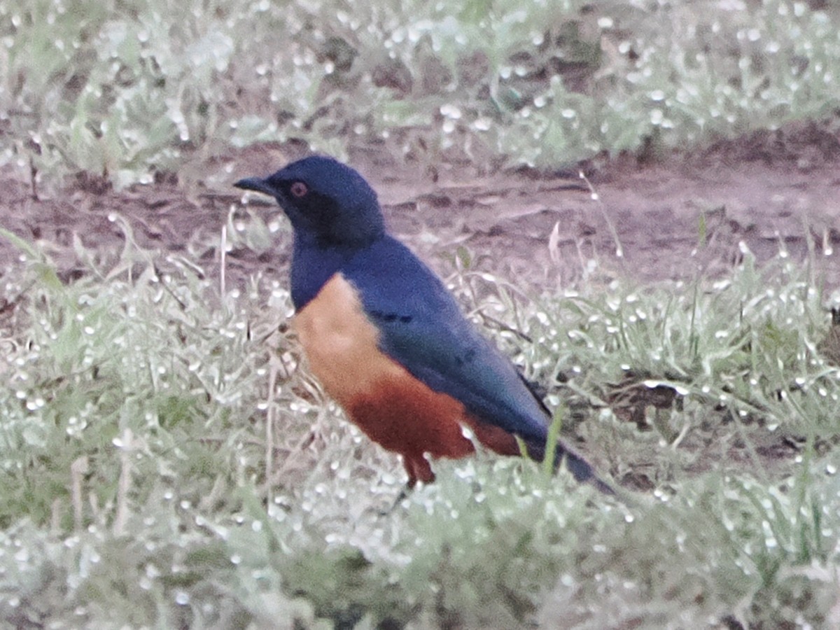 Hildebrandt's Starling - ML650574453