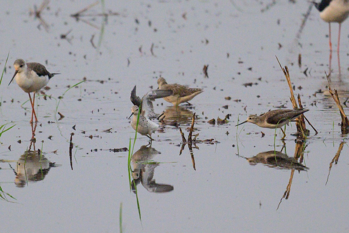 ביצנית עדינה - ML650574574