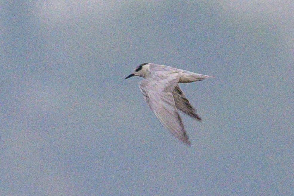 מירומית לבנת-לחי - ML650574610
