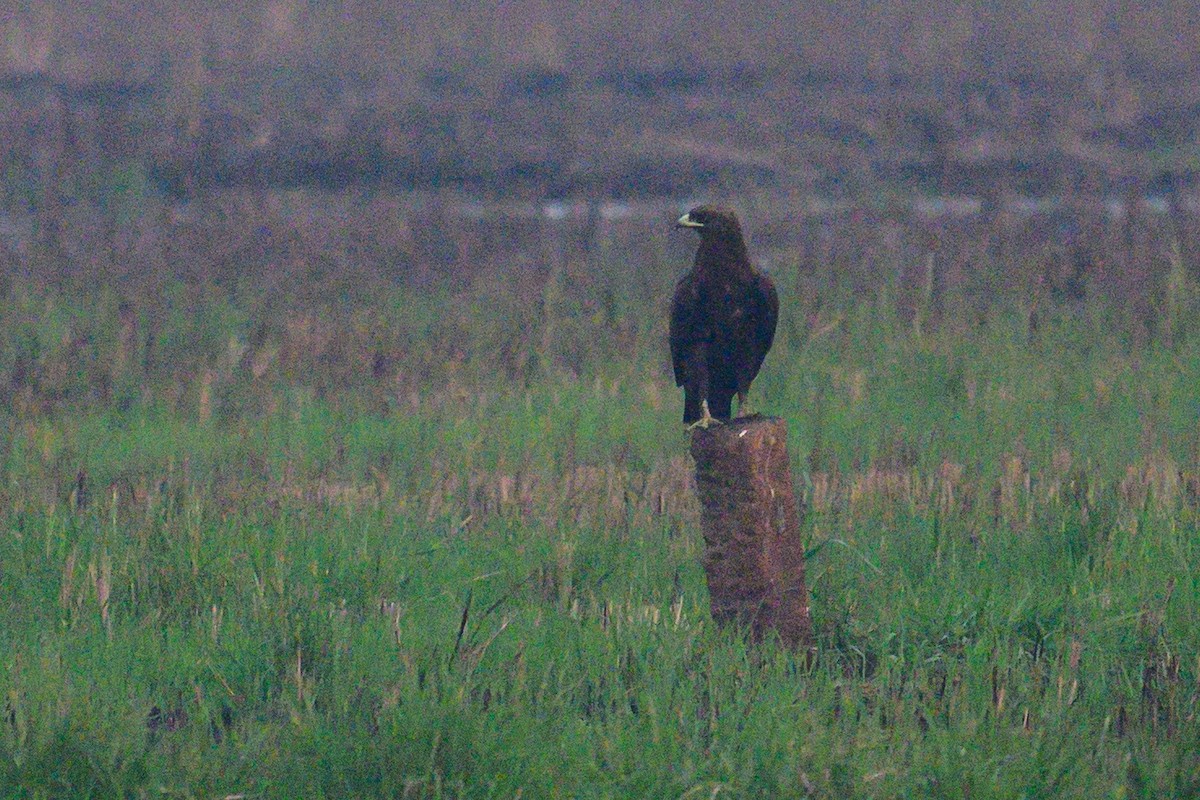עיט צפרדעים - ML650574662