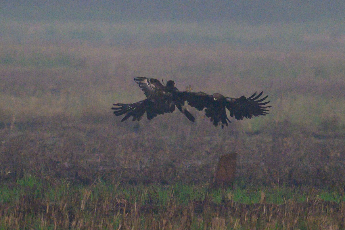 עיט צפרדעים - ML650574663