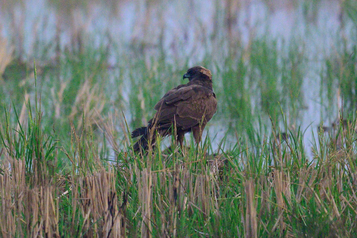 זרון סוף - ML650574664