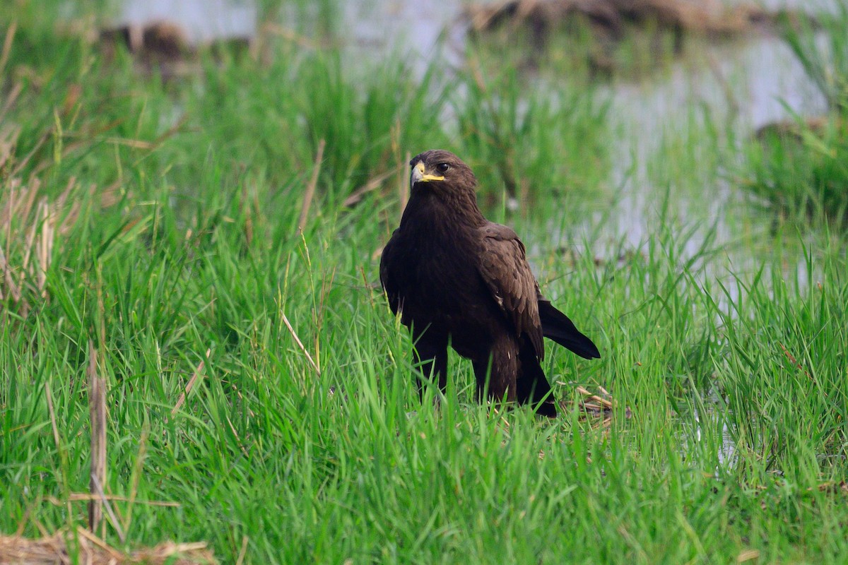 עיט צפרדעים - ML650574665