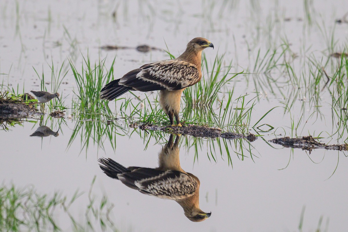 עיט צפרדעים - ML650574666