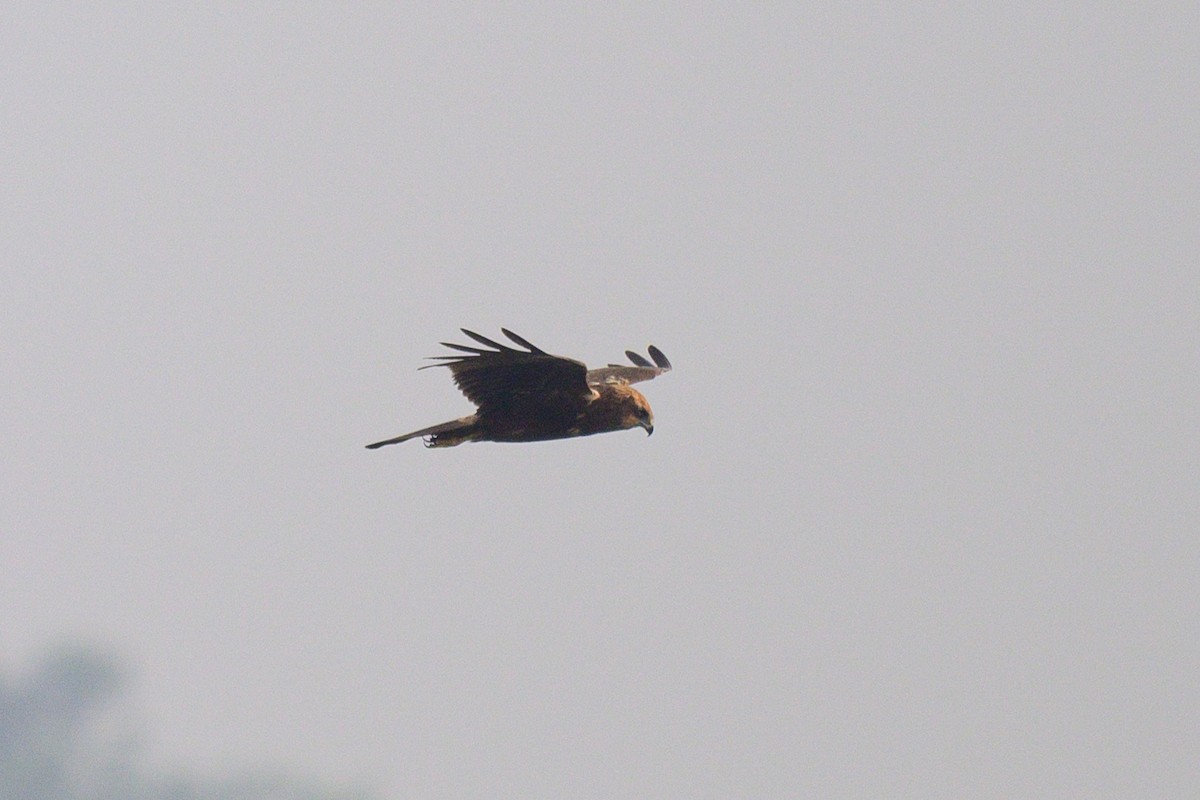 זרון סוף - ML650574738