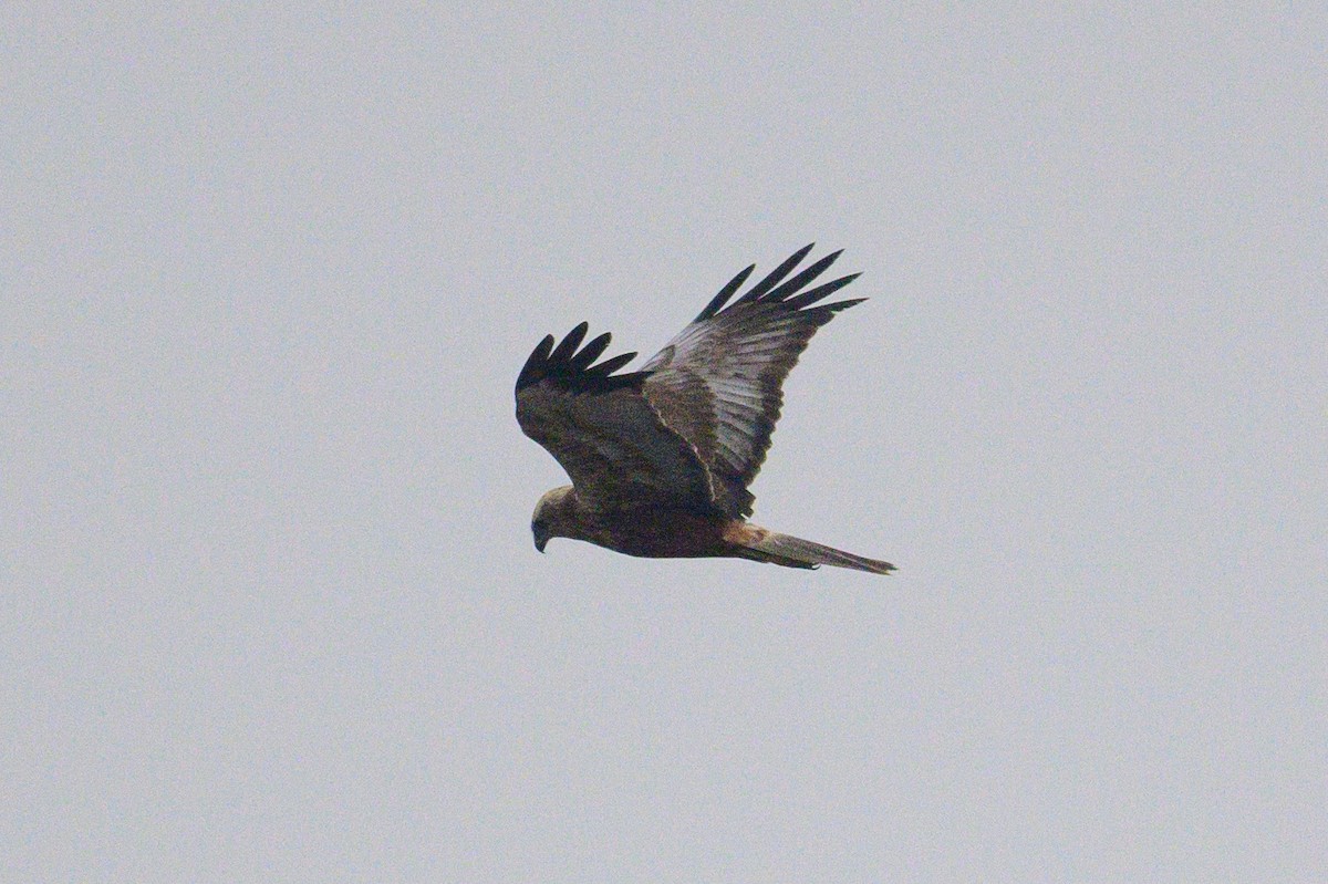 זרון סוף - ML650574739