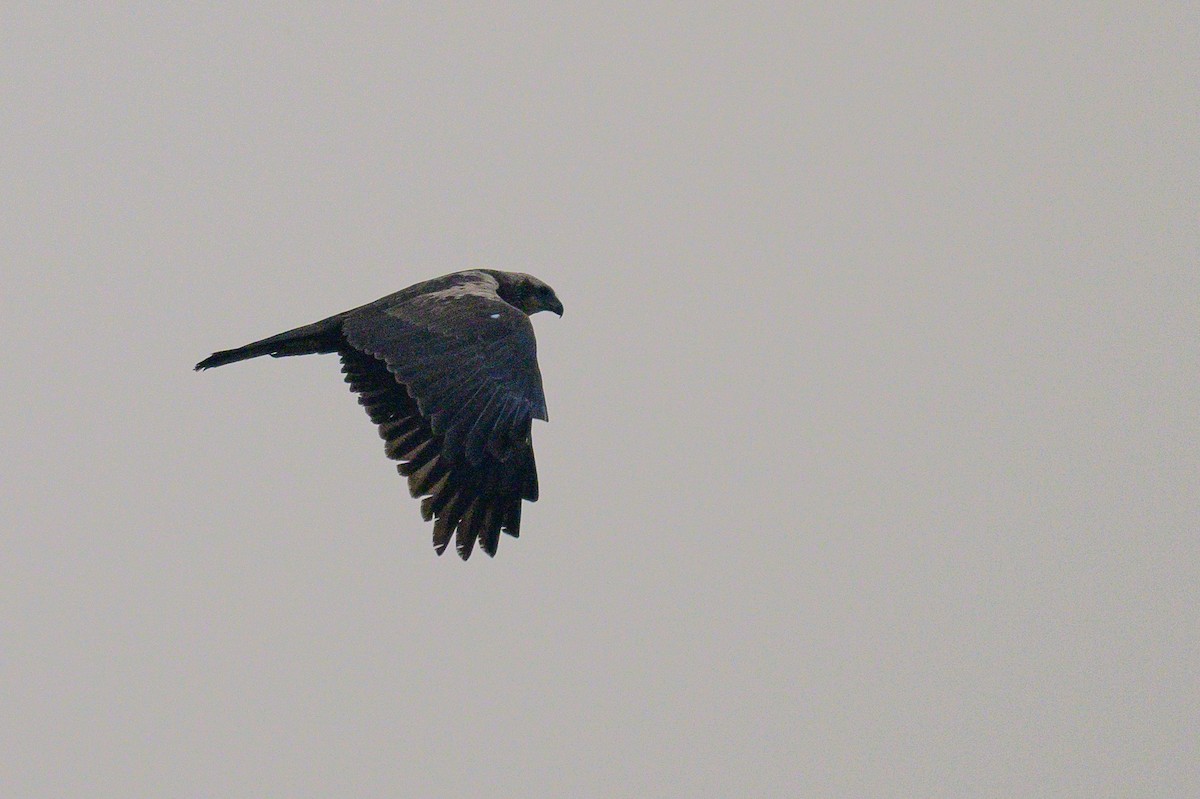 זרון סוף - ML650574740