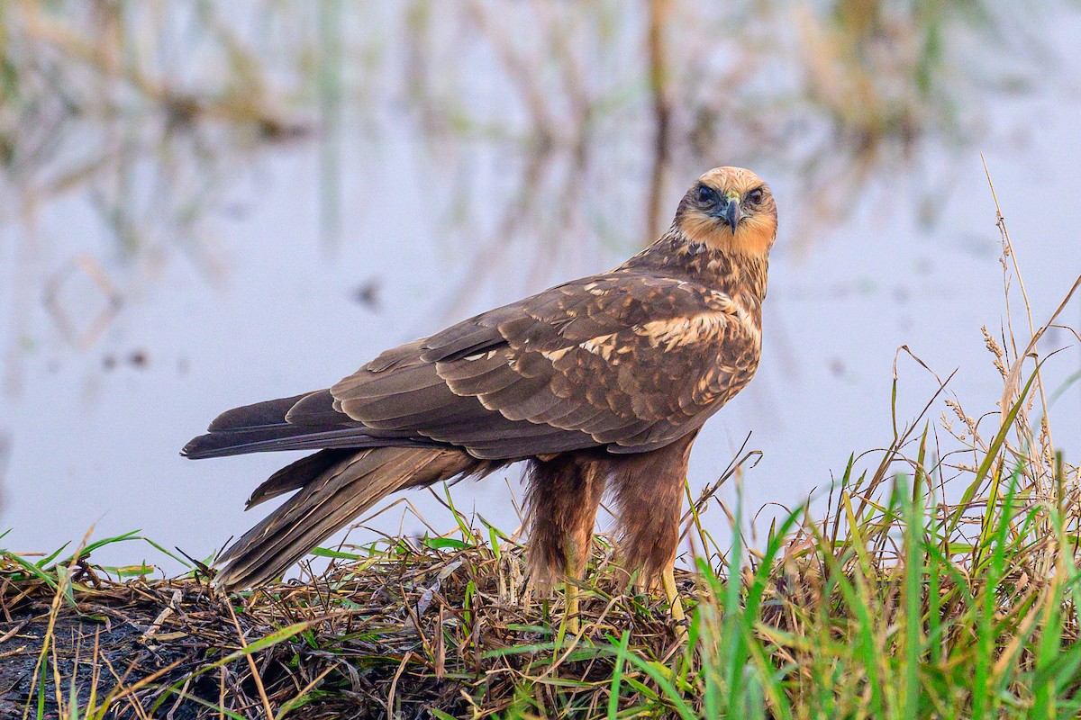 זרון סוף - ML650574741
