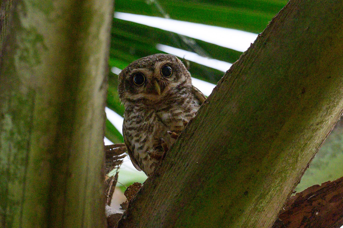 Spotted Owlet - ML650574757
