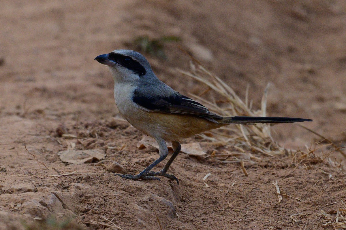 חנקן חלוד-גב - ML650574773