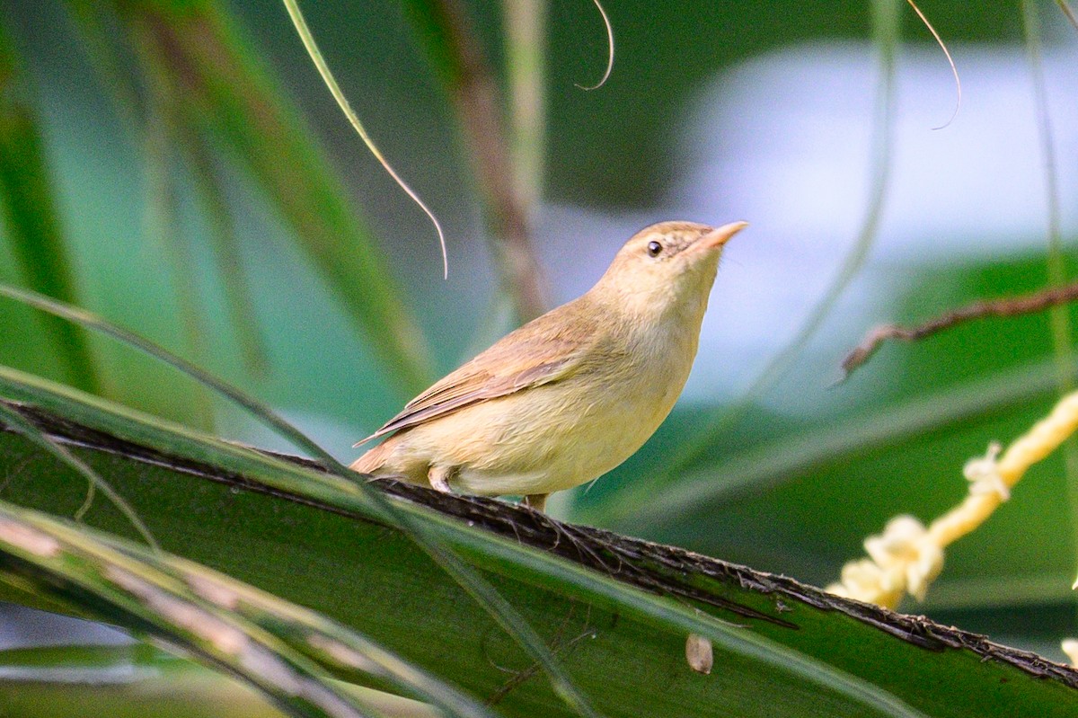 קנית פינית - ML650574969