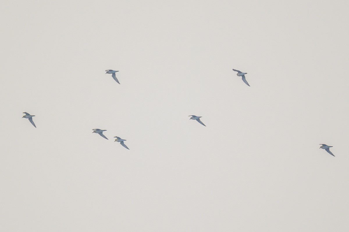 חופזי קטן - ML650575070