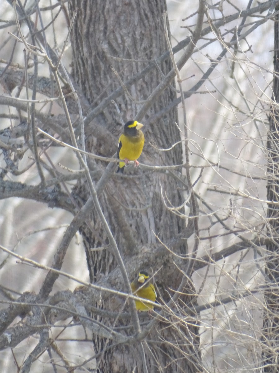 Evening Grosbeak - ML650575392