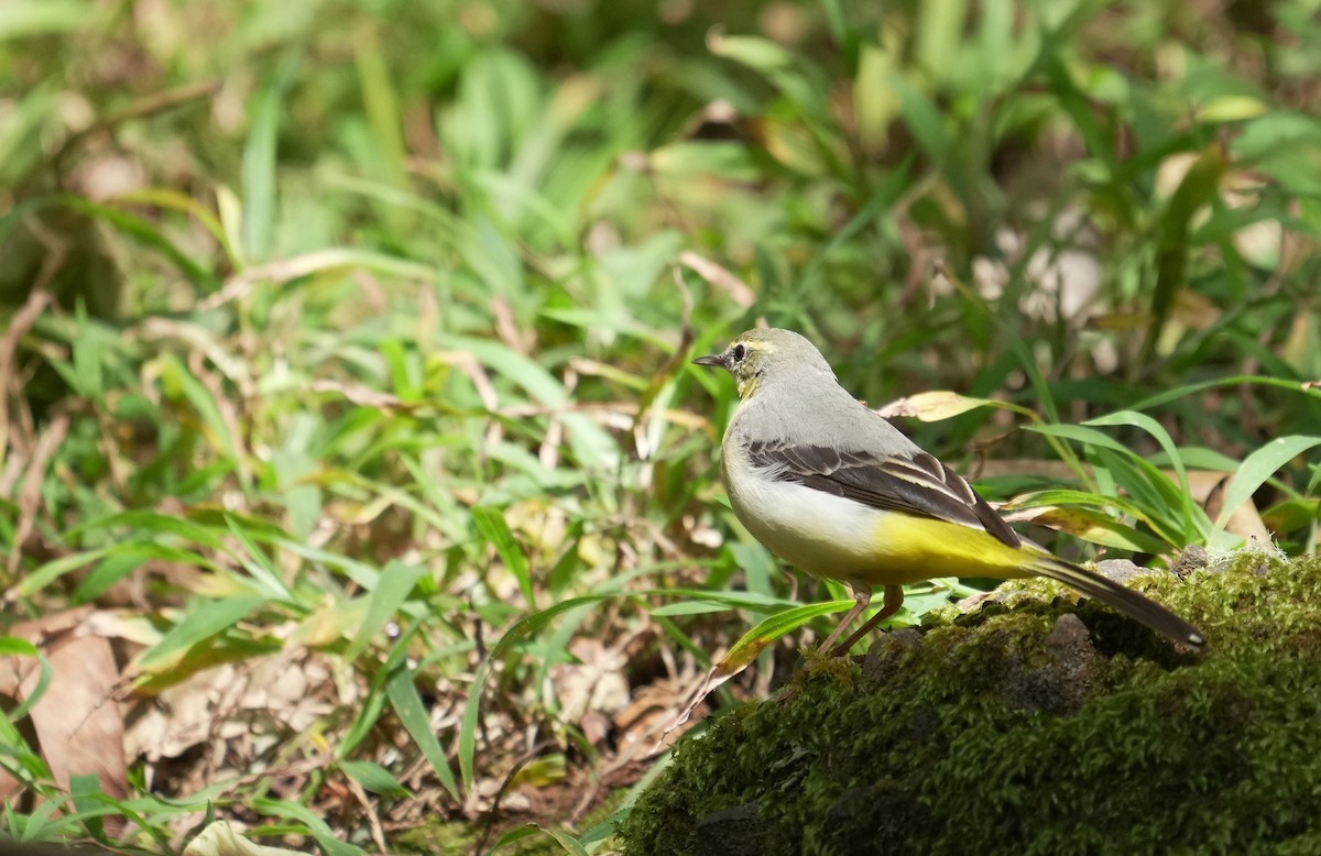 灰鶺鴒 - ML650575462