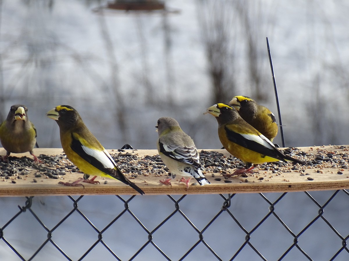 Evening Grosbeak - ML650575488
