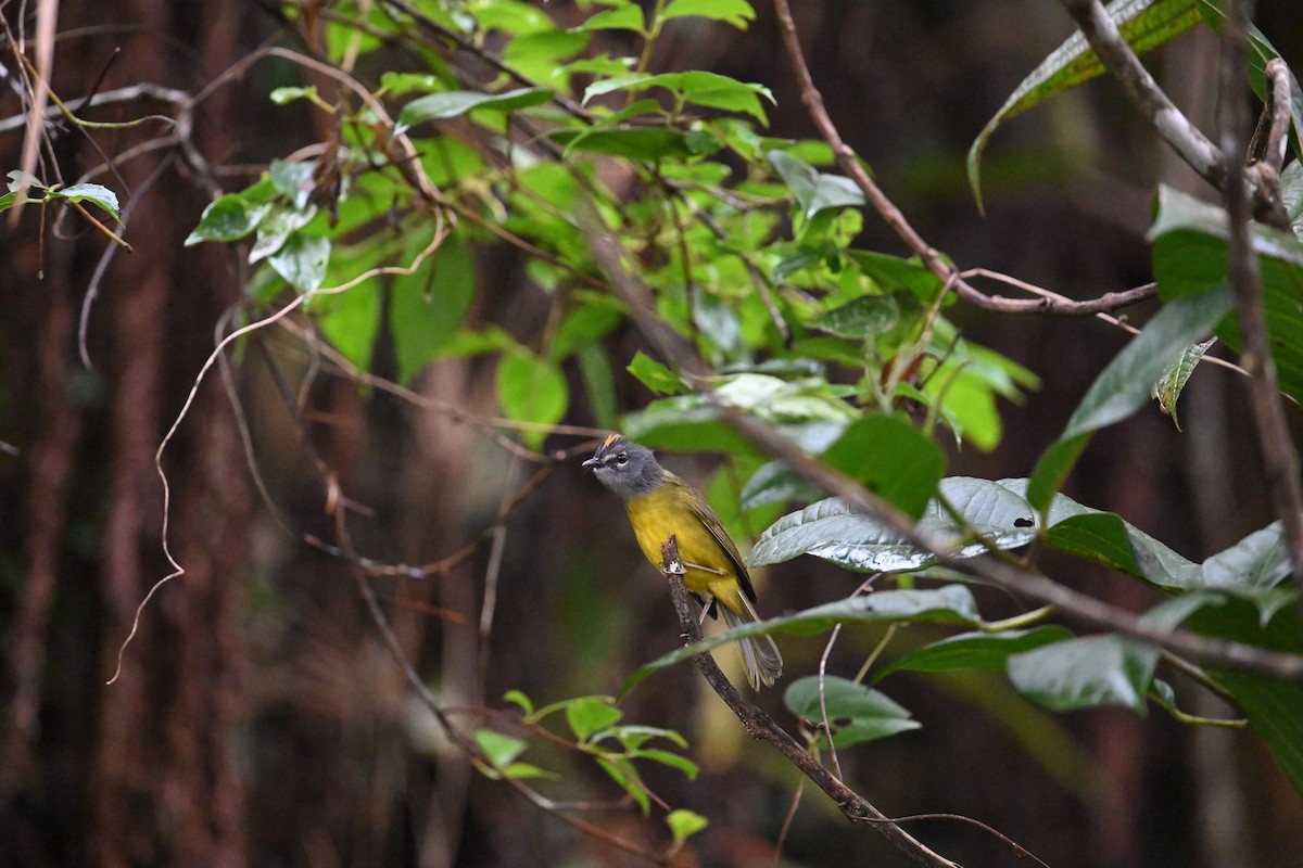 White-lored Warbler - ML650575861