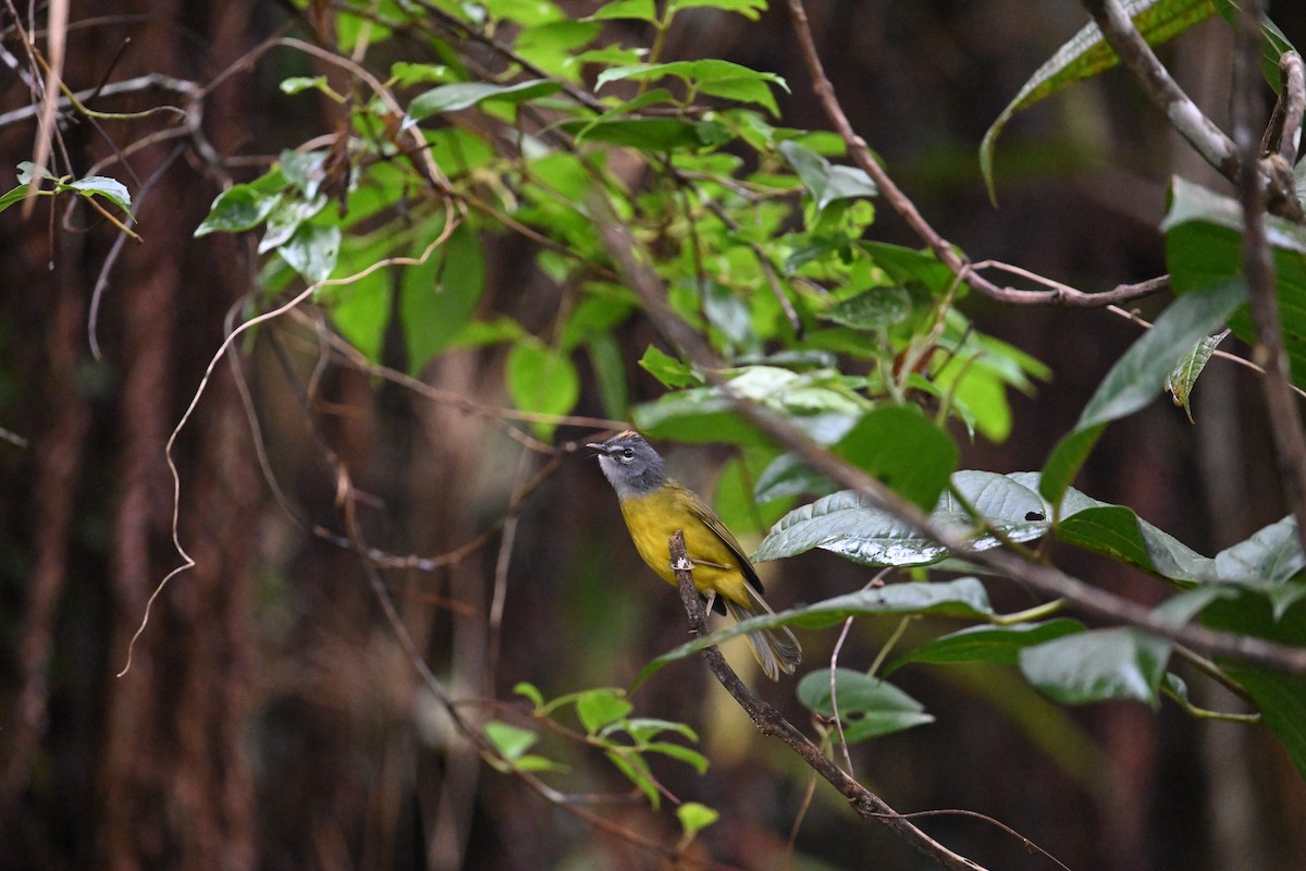 White-lored Warbler - ML650575875