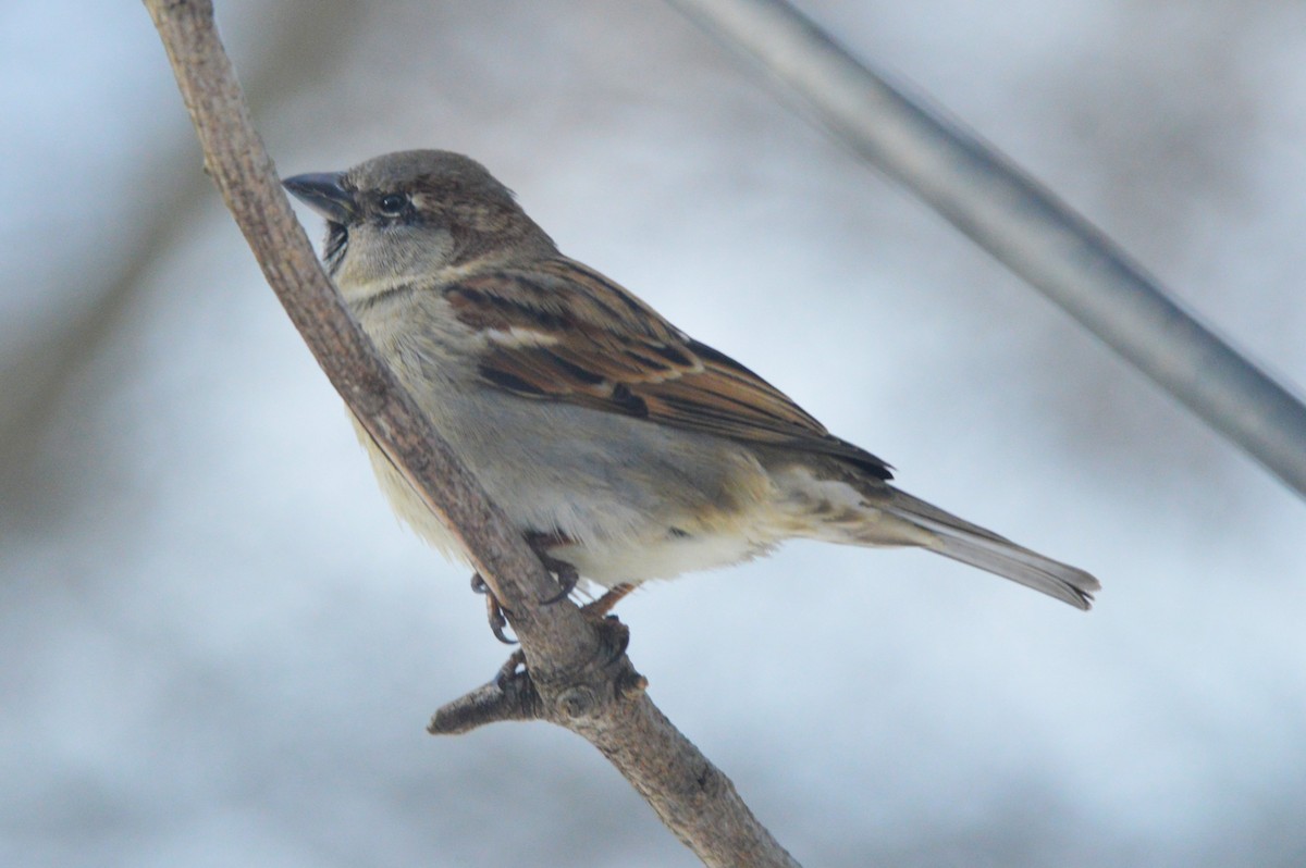 דרור הבית - ML650576140