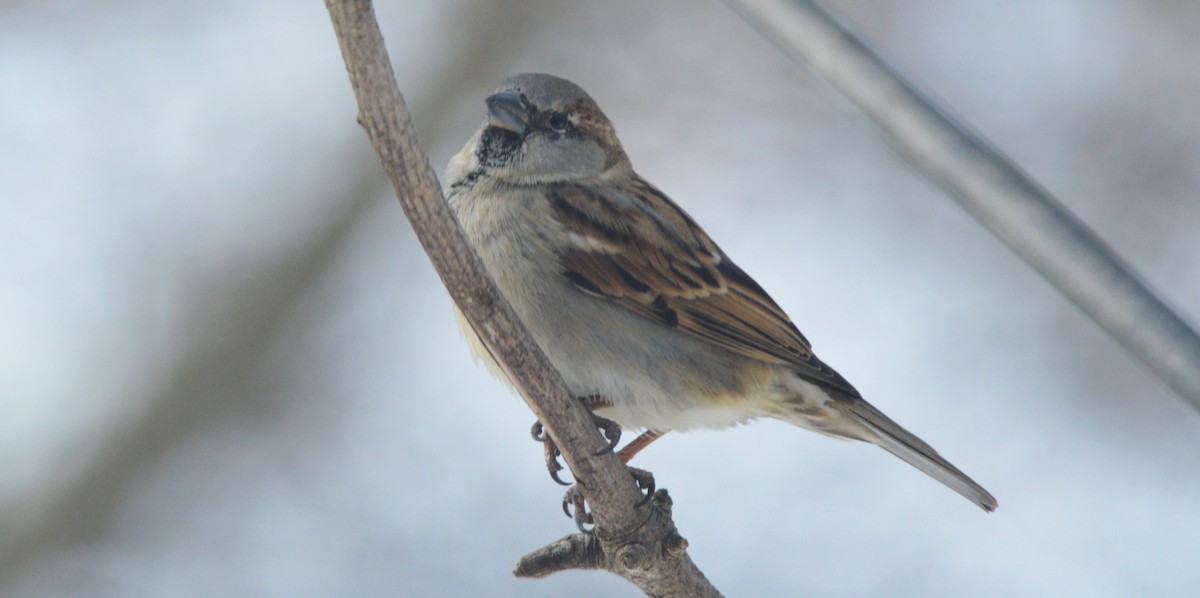דרור הבית - ML650576141