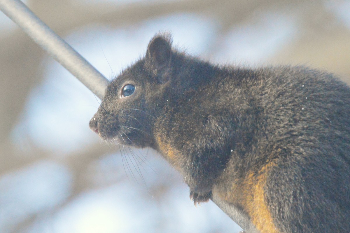 בעלי חיים - ML650576150