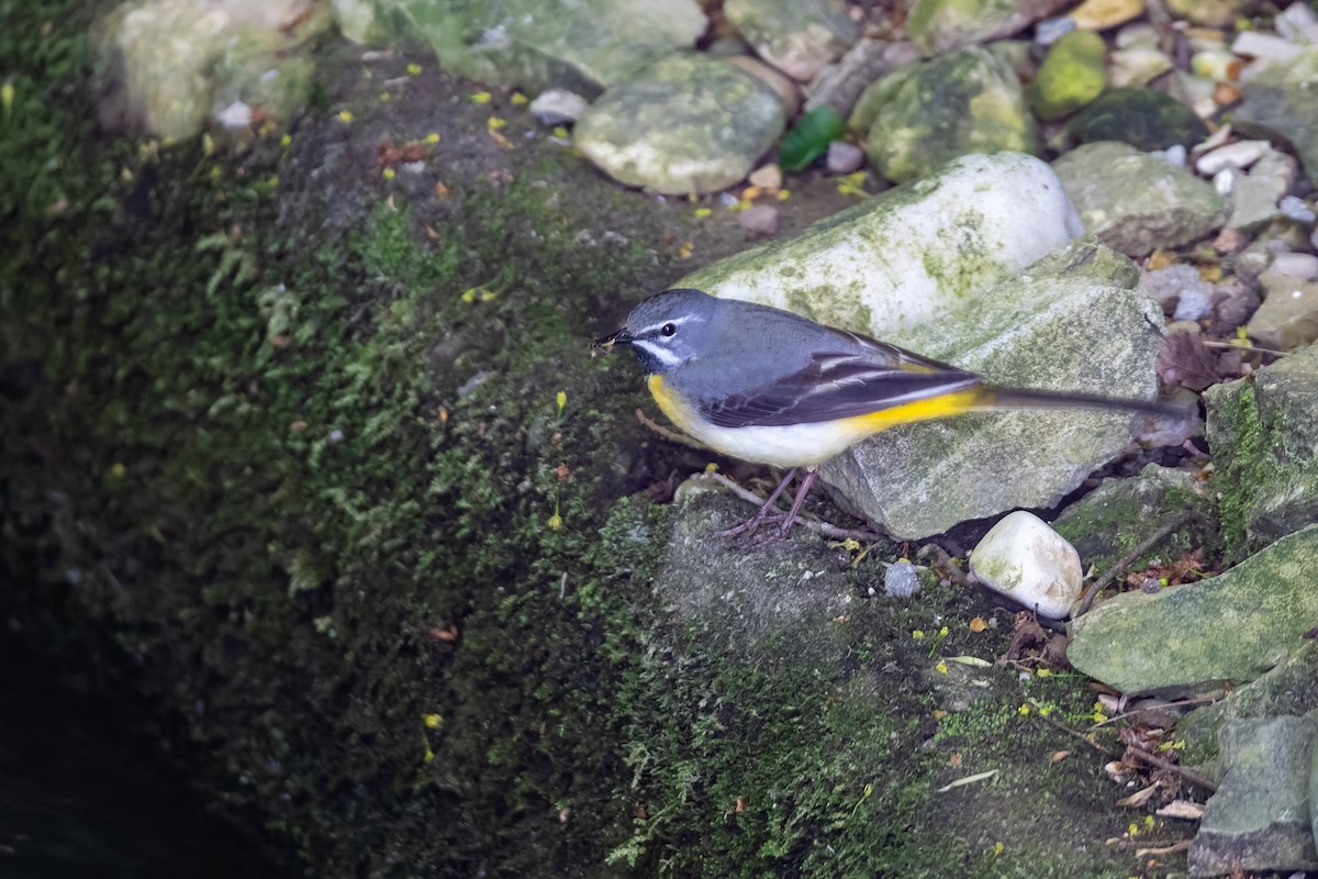 灰鶺鴒 - ML650576157