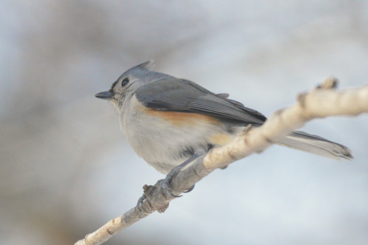 Tufted Titmouse - ML650576171