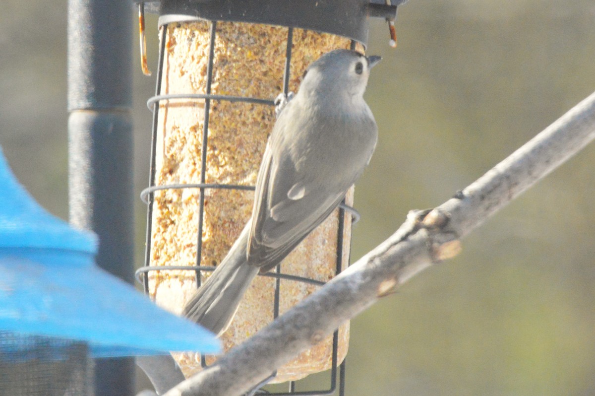 Tufted Titmouse - ML650576172