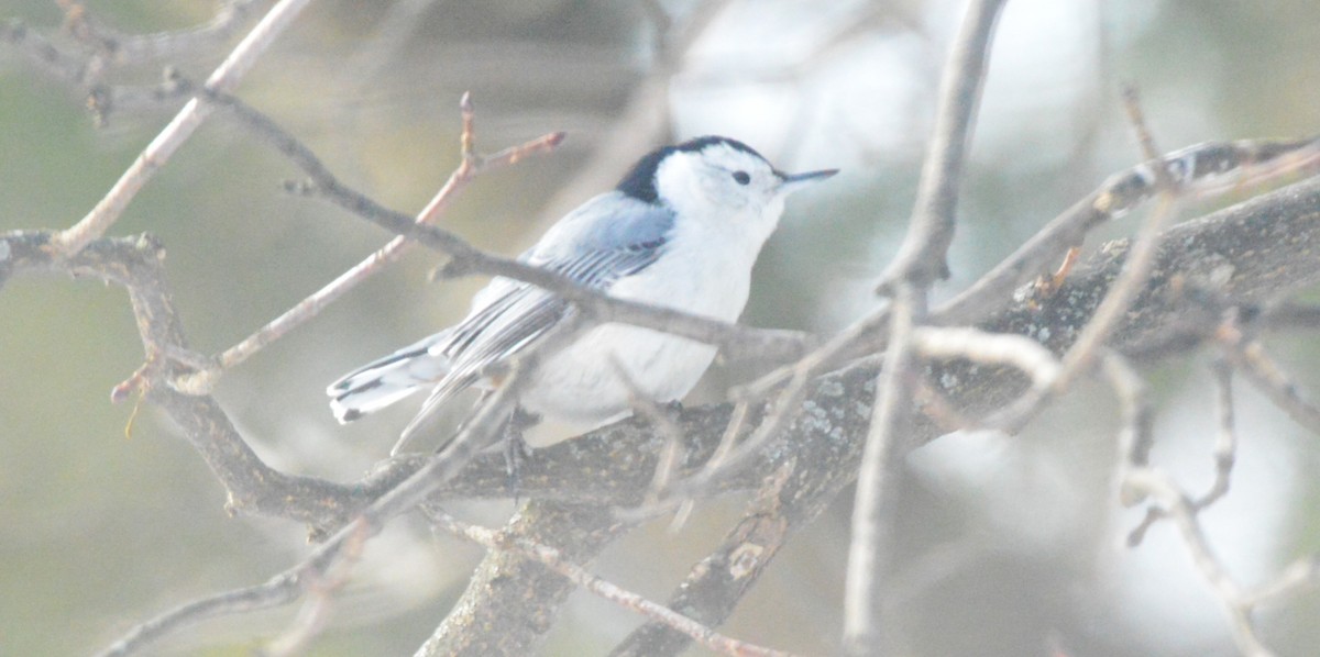White-breasted Nuthatch - ML650576183