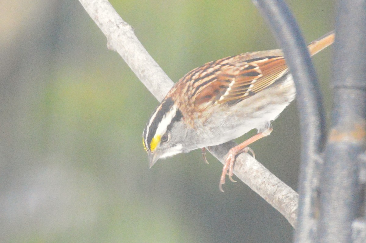 גיבתונית לבנת-גרון - ML650576195
