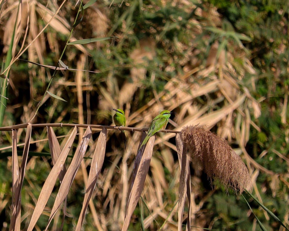 African Green Bee-eater - ML650576378