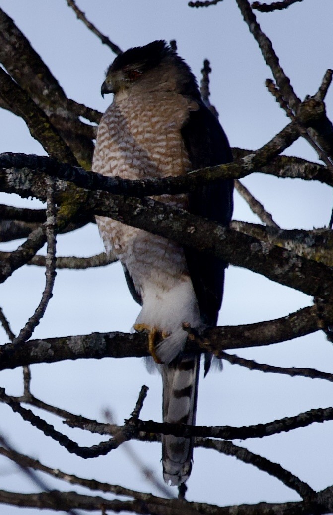 クーパーハイタカ - ML650576619