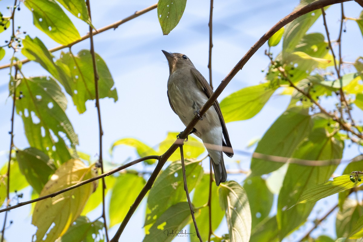 Papamoscas Azul - ML650576629