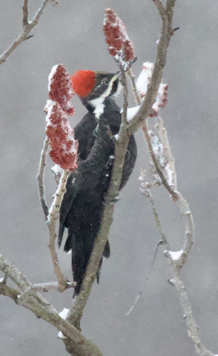 エボシクマゲラ - ML650576630