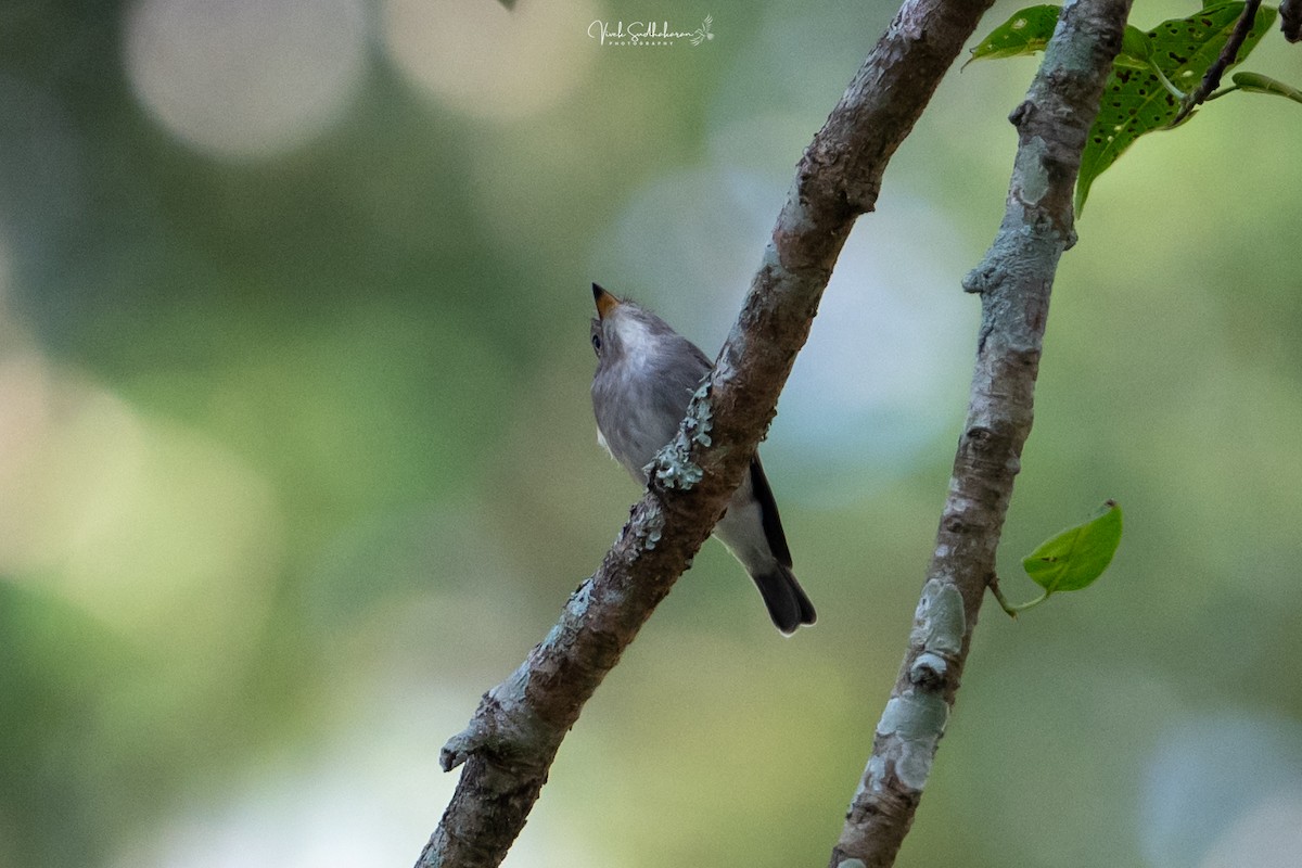 Papamoscas Pardo Asiático - ML650576637