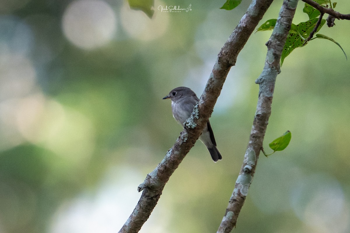 Papamoscas Pardo Asiático - ML650576638