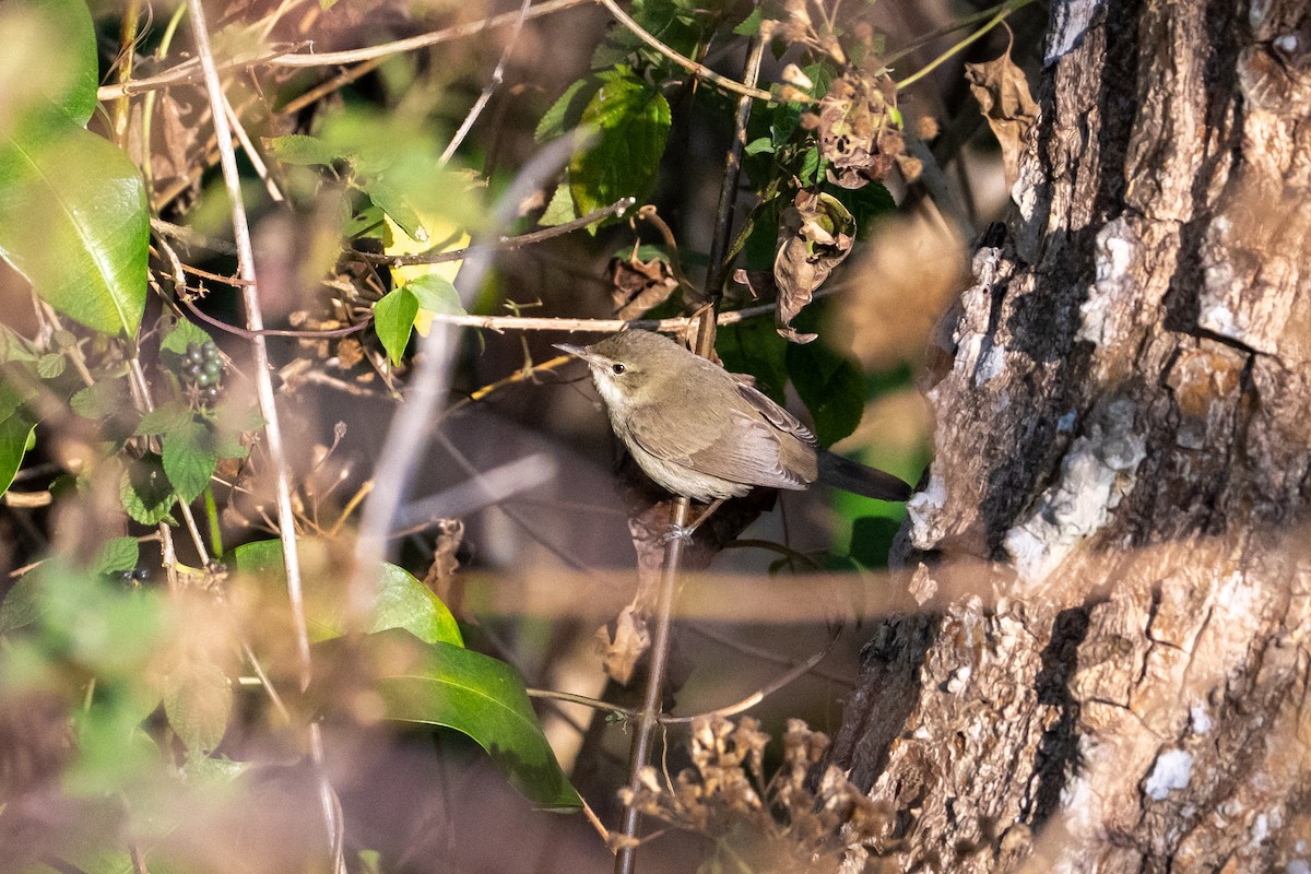 Carricero de Blyth - ML650576659