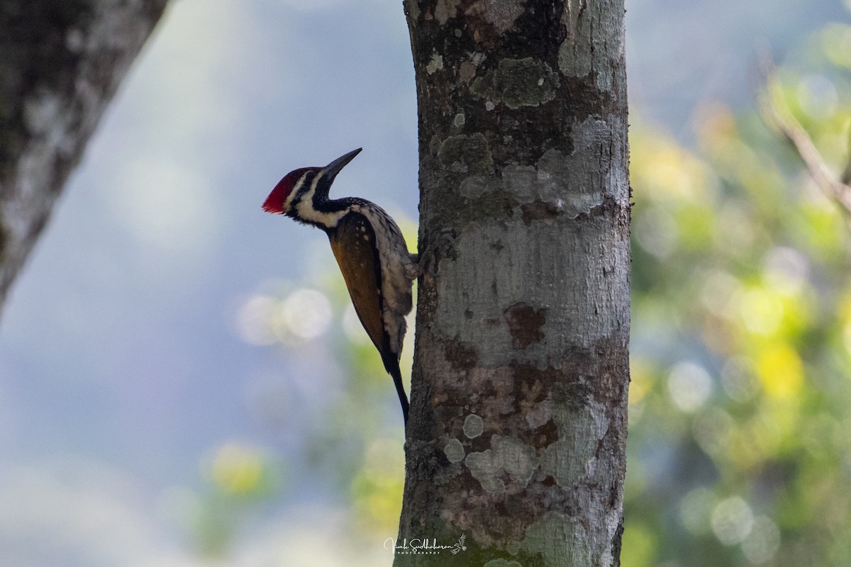 Pito Bengalí - ML650576668