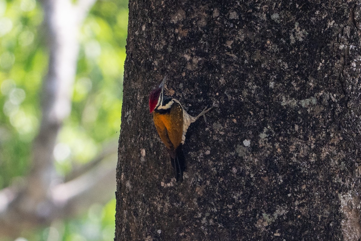 Pito Bengalí - ML650576669