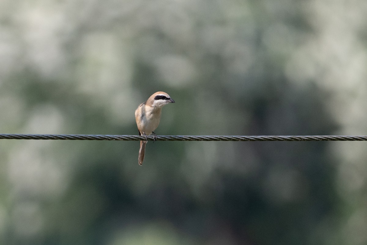 Alcaudón Pardo - ML650576679