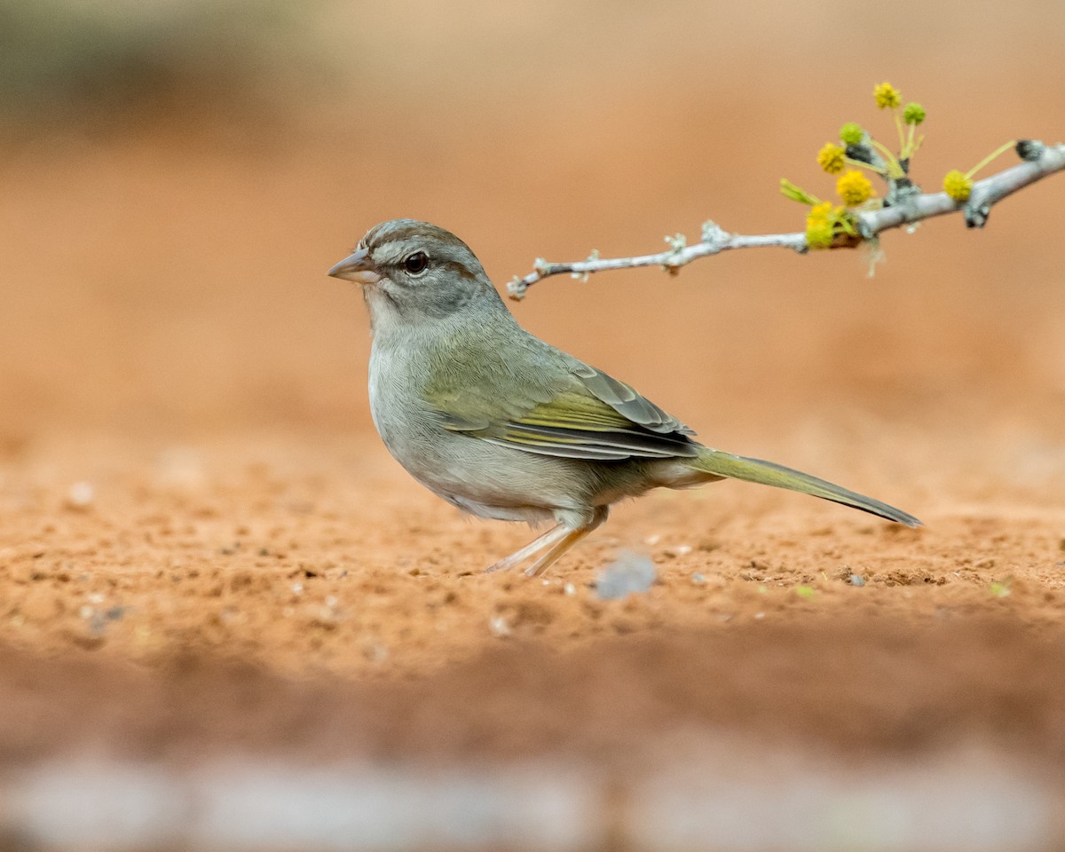 Зеленоватый тохи - ML650576996