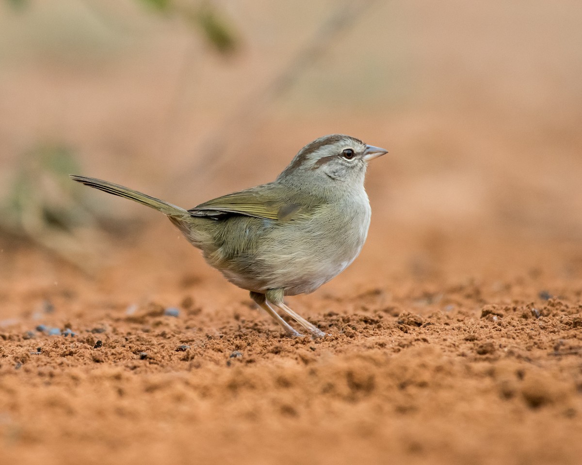 Зеленоватый тохи - ML650576997