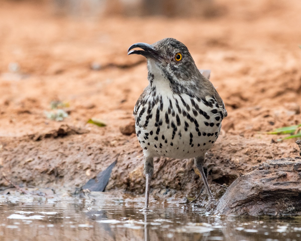 Длинноклювый пересмешник - ML650577091