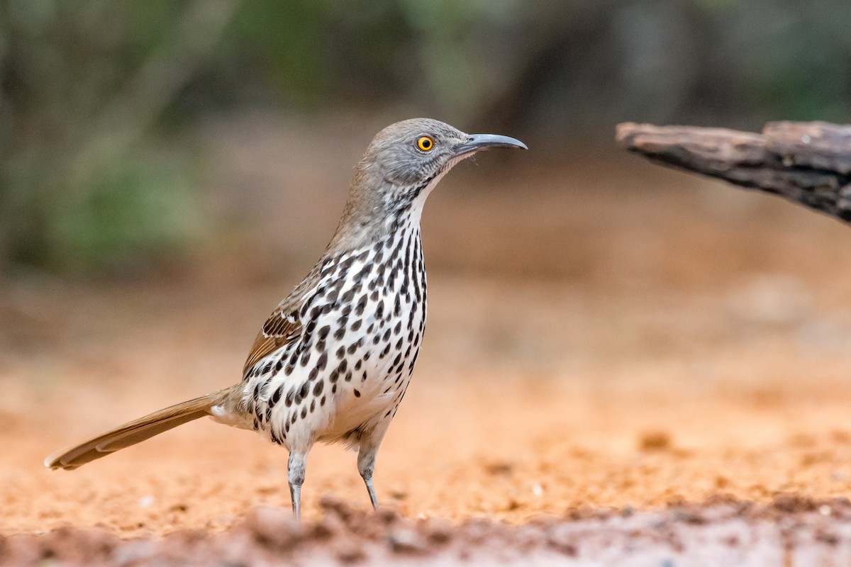 Длинноклювый пересмешник - ML650577092