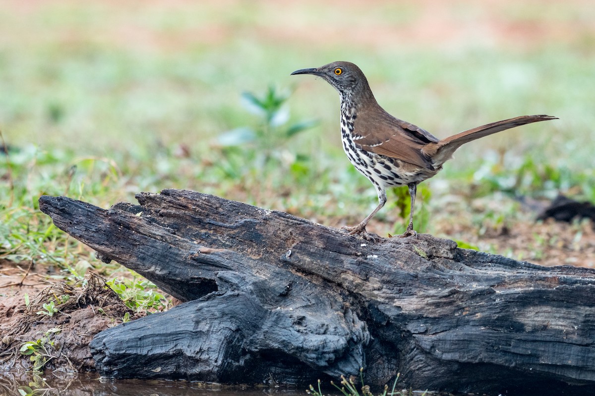 Длинноклювый пересмешник - ML650577093