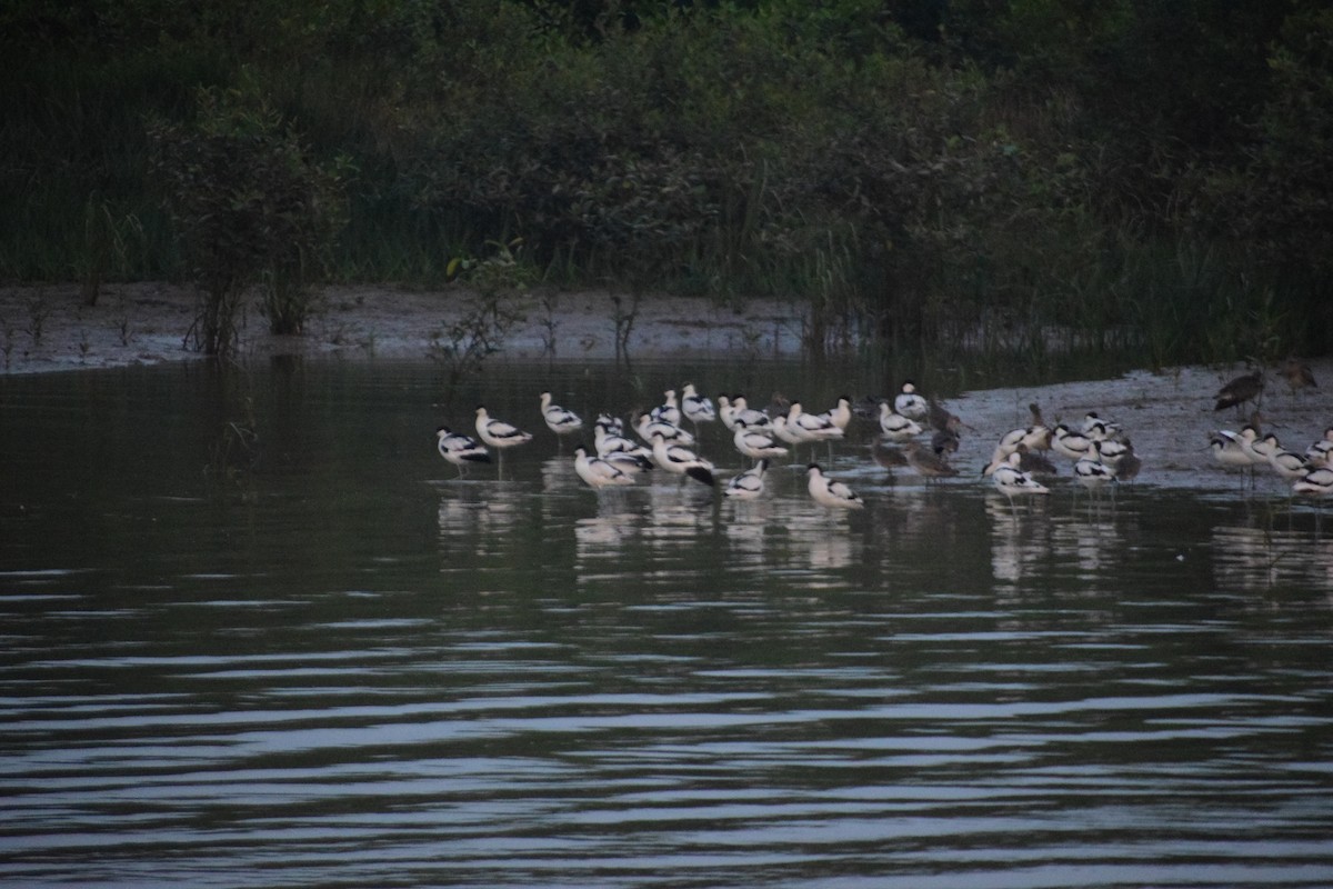 Pied Avocet - ML650577157